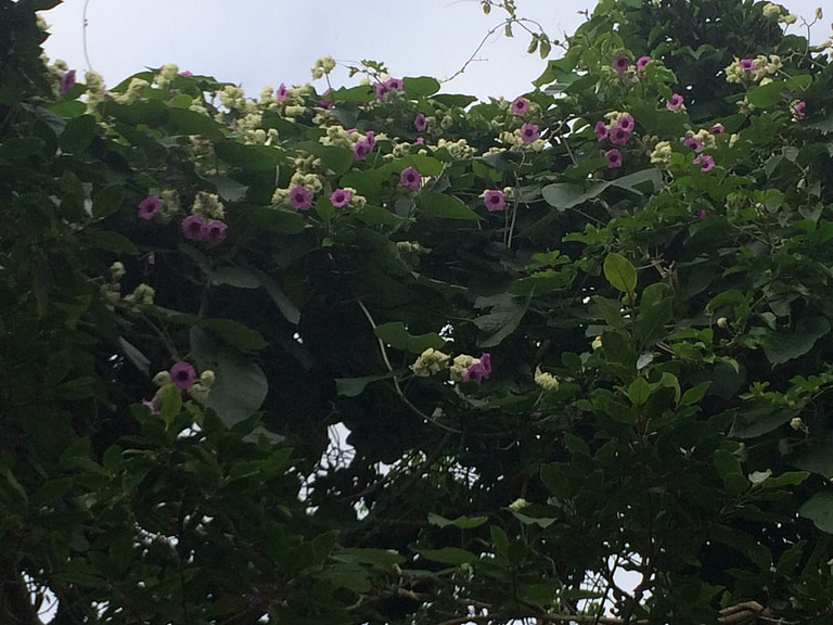 A tree with purple flowers and green leaves.