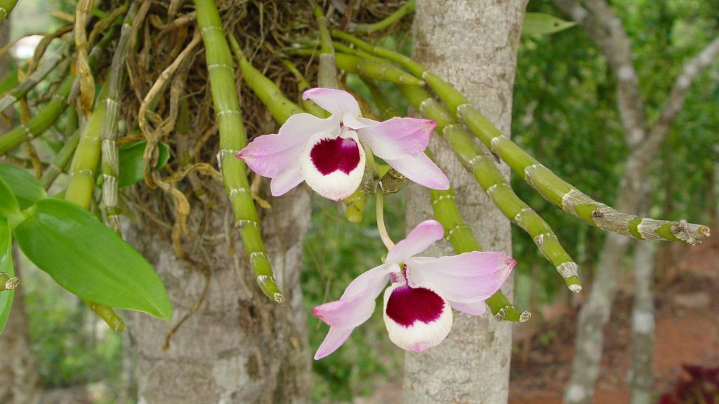 Two pink and white orchids hanging from a tree.