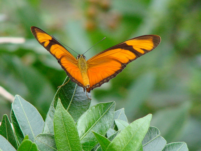 A butterfly is sitting on a leaf.