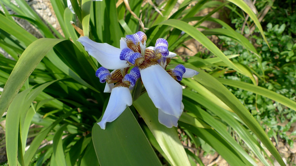 A white flower with blue petals on a green plant.